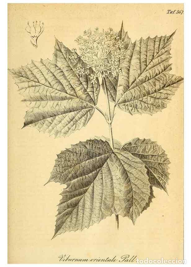 Collezionismo di Riviste e Giornali: Reproducci&oacute;n/Reproduction 49698497146: Gartenflora.. Erlangen :F. Enke,1852-1940.. - Deutsche Garten