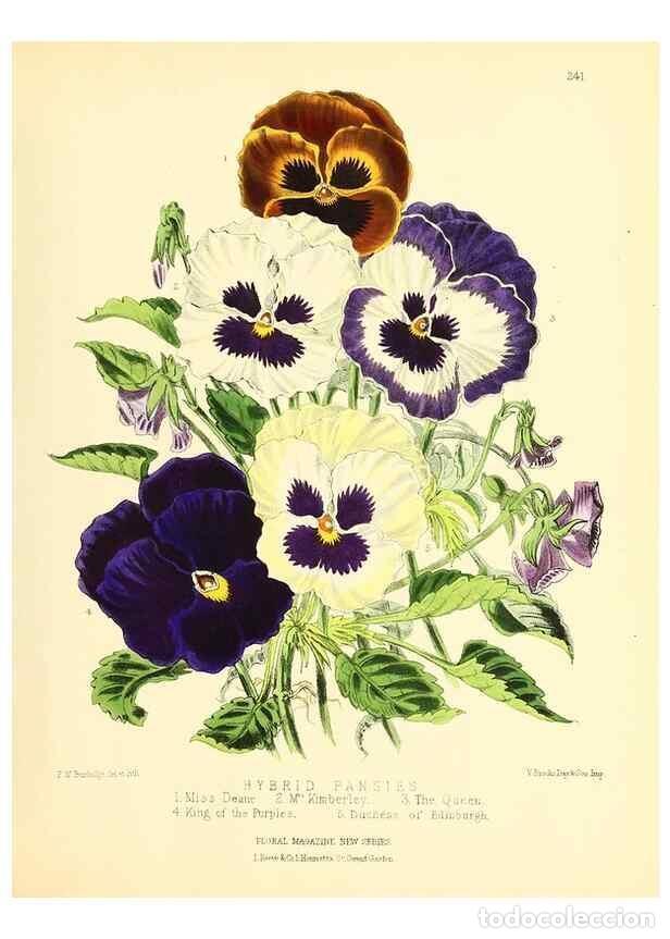 Collezionismo di Riviste e Giornali: Reproducci&oacute;n/Reproduction 49693635048: The floral magazine;. London,L. Reeve & Co.. - Dombrain, Henr