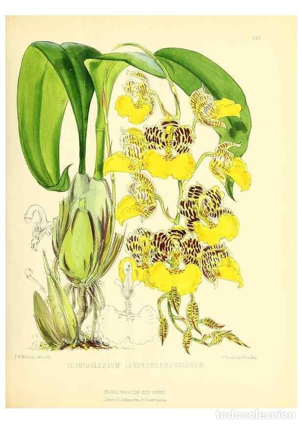 Collezionismo di Riviste e Giornali: Reproducci&oacute;n/Reproduction 49694179851: The floral magazine;. London,L. Reeve & Co.. - Dombrain, Henr