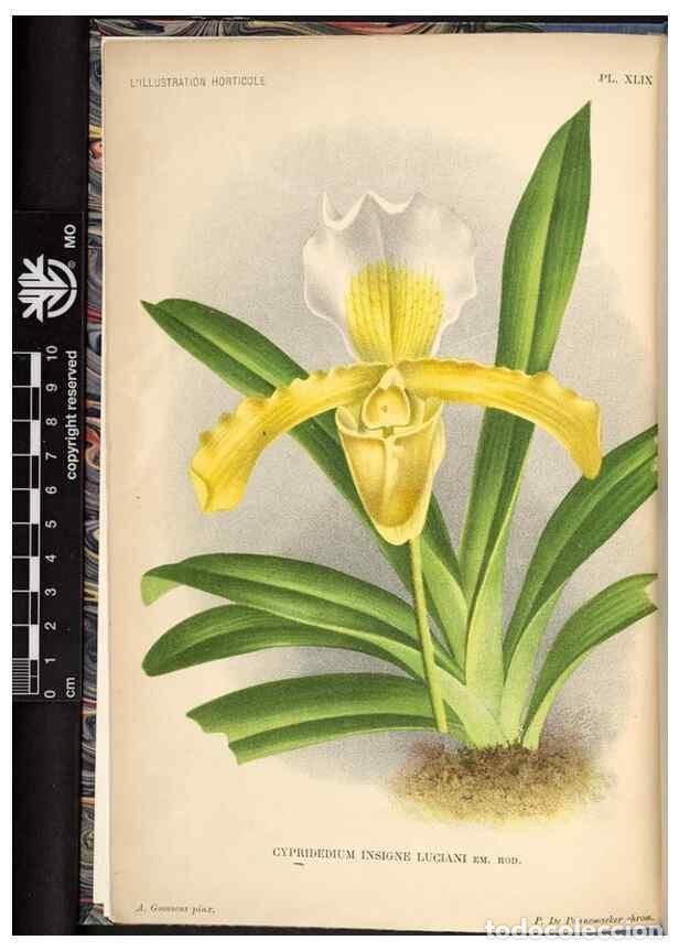 Collezionismo di Riviste e Giornali: Reproducci&oacute;n/Reproduction 49692563352: L'Illustration horticole :. Gand, Belgium :Imprimerie et lith