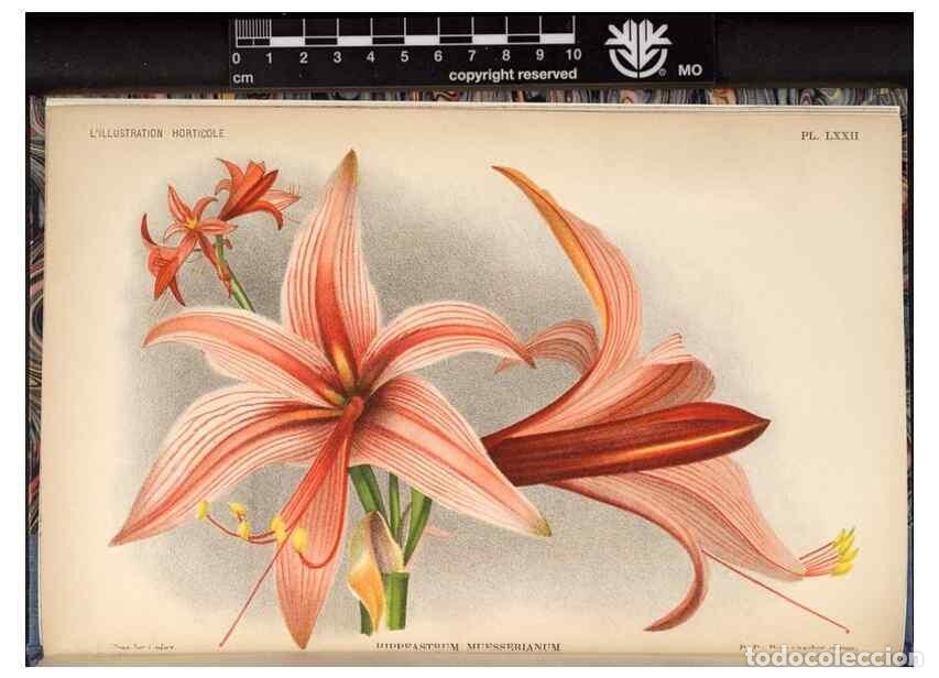 Collezionismo di Riviste e Giornali: Reproducci&oacute;n/Reproduction 49692567592: L'Illustration horticole :. Gand, Belgium :Imprimerie et lith