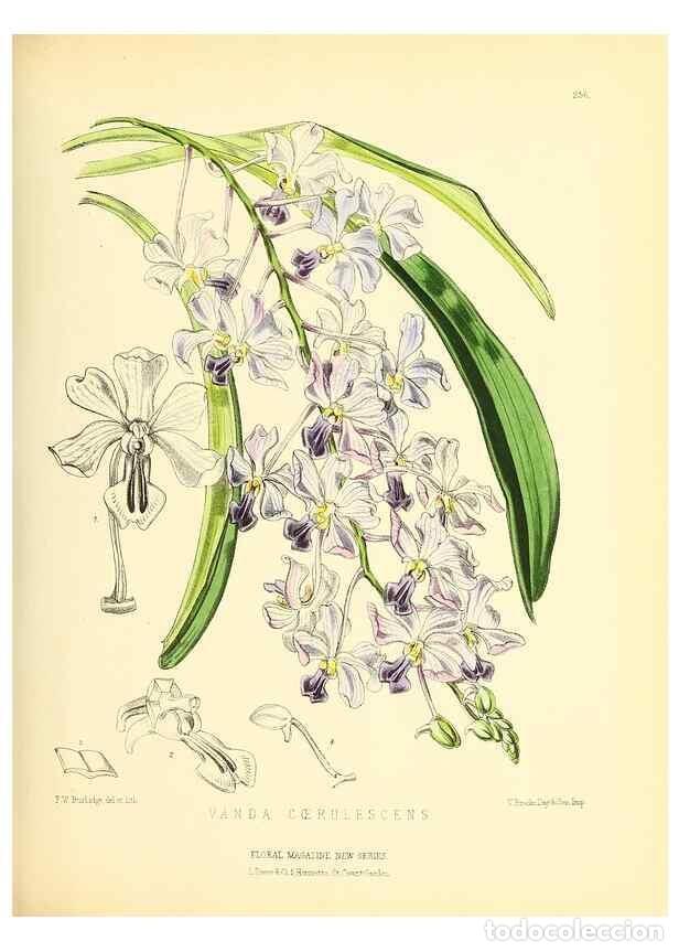 Collection Magazines and Newspapers: Reproducci&oacute;n/Reproduction 49693639188: The floral magazine;. London,L. Reeve & Co.. - Dombrain, Henr