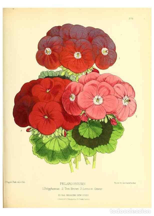 Collection Magazines and Newspapers: Reproducci&oacute;n/Reproduction 49693645018: The floral magazine;. London,L. Reeve & Co.. - Dombrain, Henr
