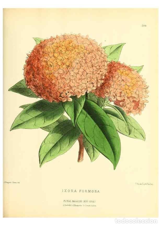 Collection Magazines and Newspapers: Reproducci&oacute;n/Reproduction 49694493052: The floral magazine;. London,L. Reeve & Co.. - Dombrain, Henr