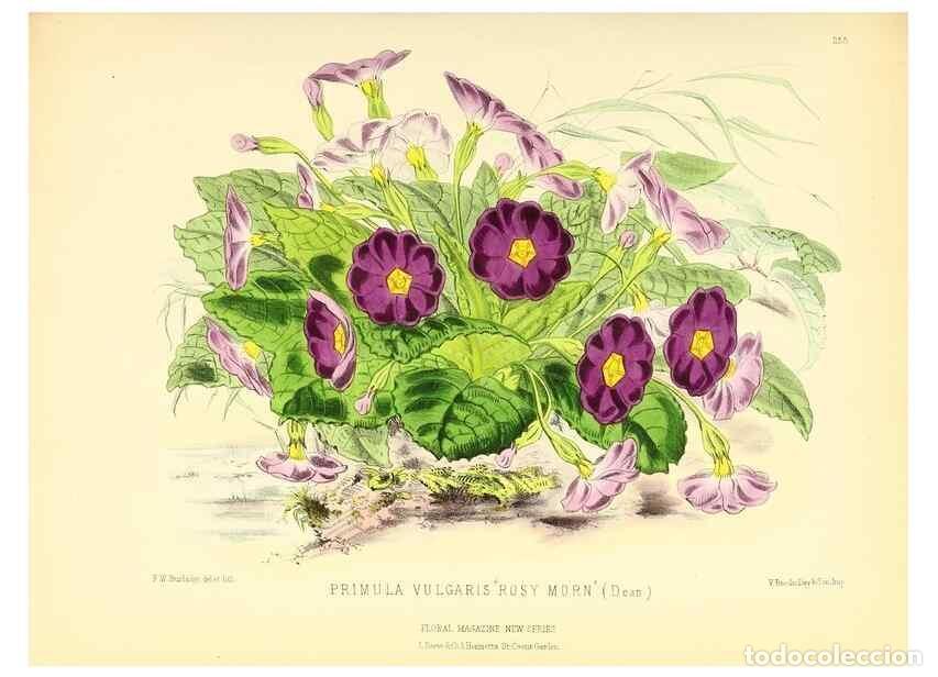 Collection Magazines and Newspapers: Reproducci&oacute;n/Reproduction 49694182216: The floral magazine;. London,L. Reeve & Co.. - Dombrain, Henr