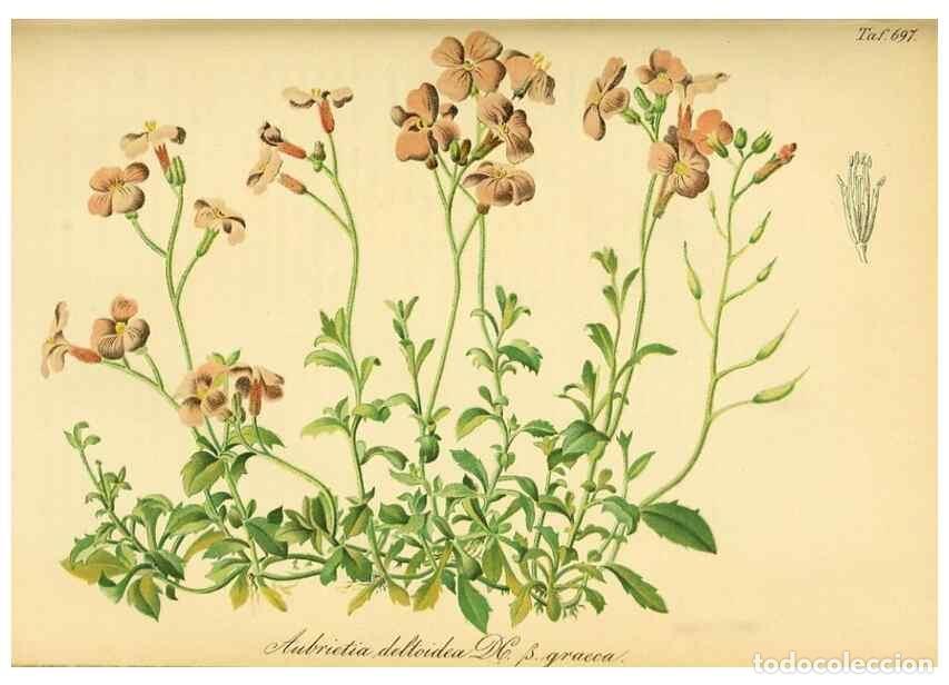 Collection Magazines and Newspapers: Reproducci&oacute;n/Reproduction 49702148991: Gartenflora.. Erlangen :F. Enke,1852-1940.. - Deutsche Garten