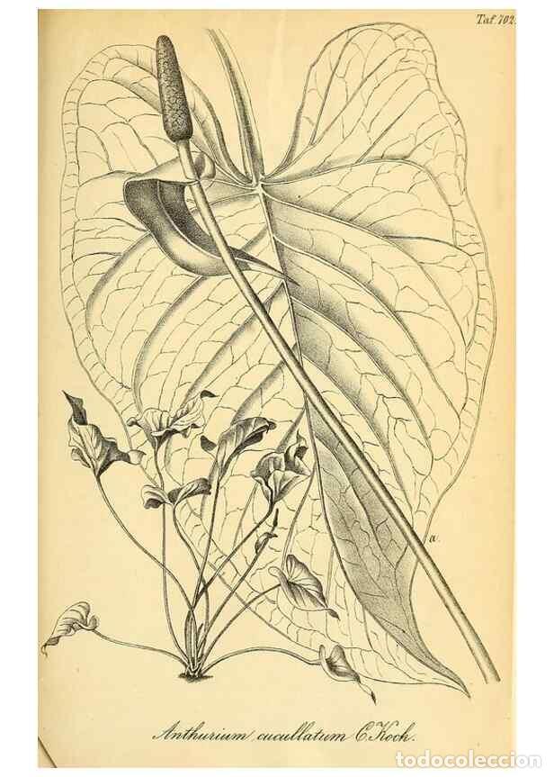 Collection Magazines and Newspapers: Reproducci&oacute;n/Reproduction 49702466977: Gartenflora.. Erlangen :F. Enke,1852-1940.. - Deutsche Garten