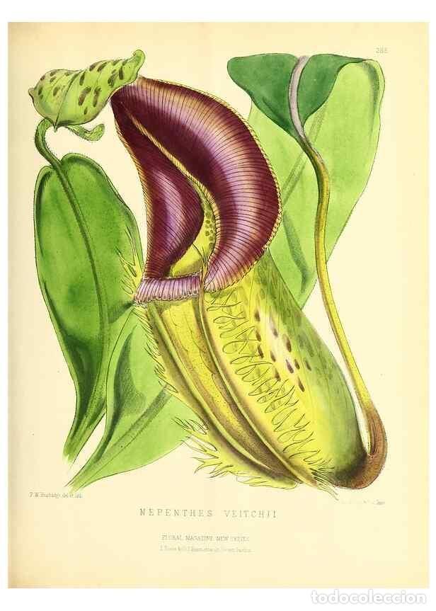 Collection Magazines and Newspapers: Reproducci&oacute;n/Reproduction 49693641183: The floral magazine;. London,L. Reeve & Co.. - Dombrain, Henr