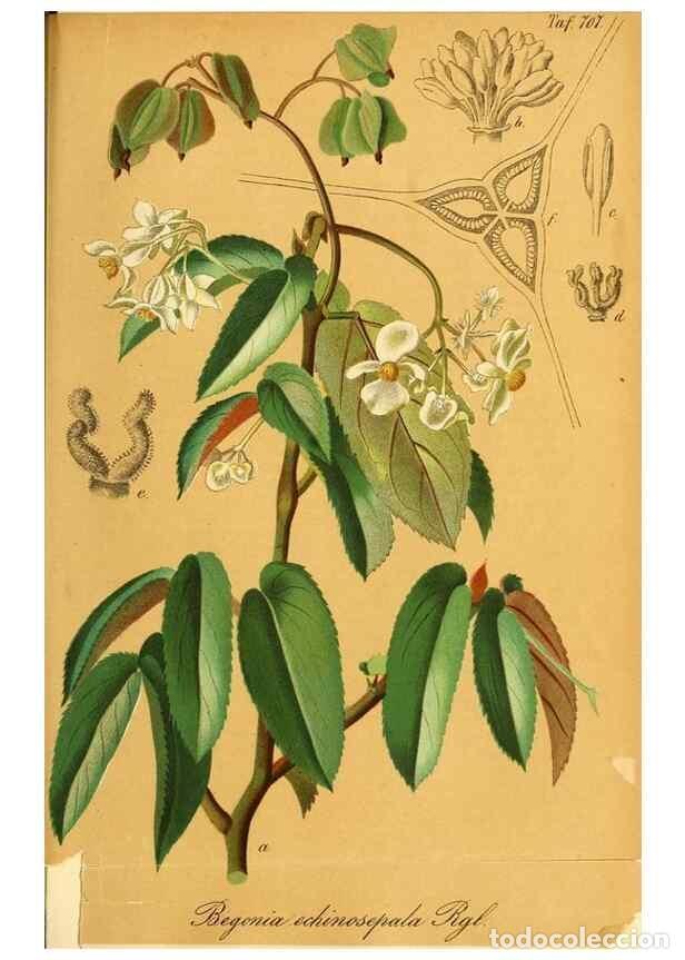 Collection Magazines and Newspapers: Reproducci&oacute;n/Reproduction 49701621693: Gartenflora.. Erlangen :F. Enke,1852-1940.. - Deutsche Garten