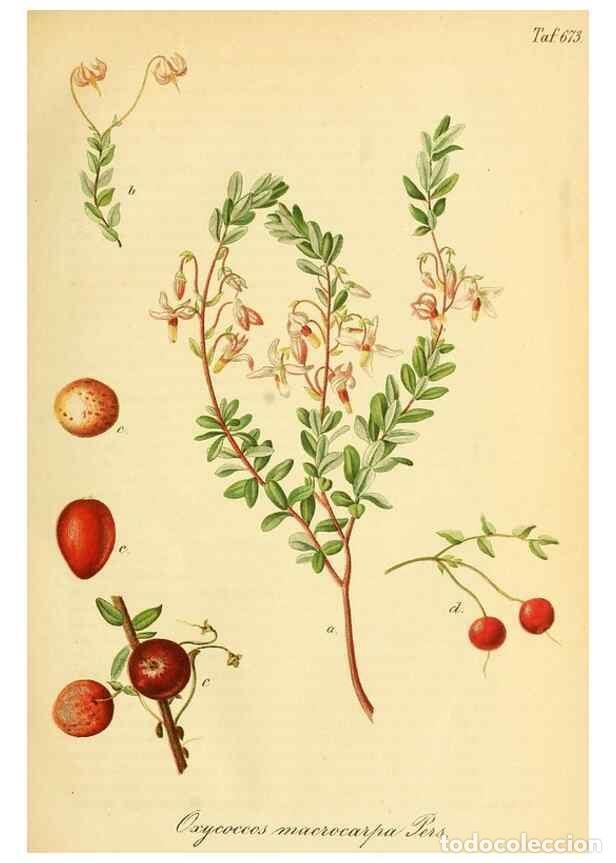 Collection Magazines and Newspapers: Reproducci&oacute;n/Reproduction 49702143281: Gartenflora.. Erlangen :F. Enke,1852-1940.. - Deutsche Garten