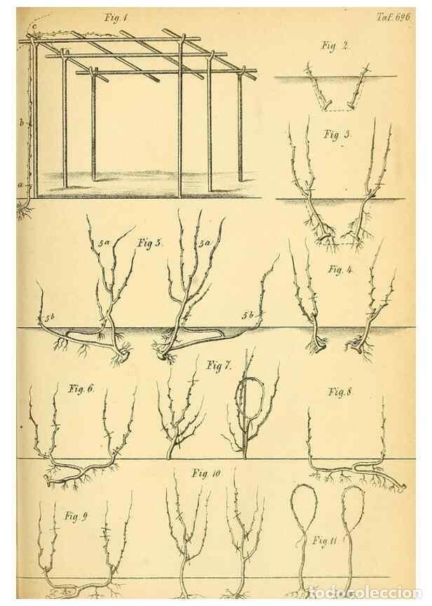Collection Magazines and Newspapers: Reproducci&oacute;n/Reproduction 49701618953: Gartenflora.. Erlangen :F. Enke,1852-1940.. - Deutsche Garten