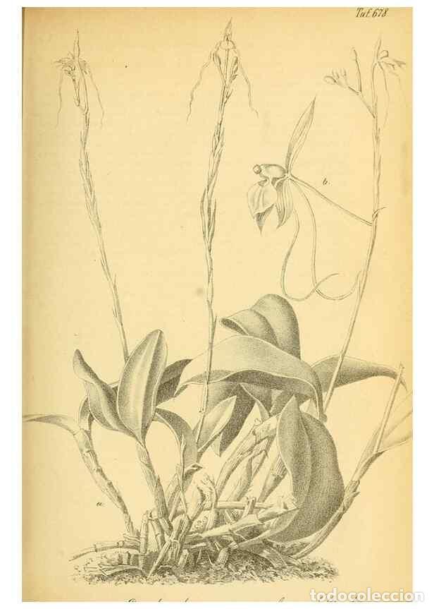 Collection Magazines and Newspapers: Reproducci&oacute;n/Reproduction 49702144566: Gartenflora.. Erlangen :F. Enke,1852-1940.. - Deutsche Garten