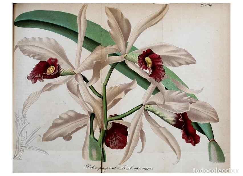 Collection Magazines and Newspapers: Reproducci&oacute;n/Reproduction 49704984927: Gartenflora.. Erlangen :F. Enke,1852-1940.. - Deutsche Garten