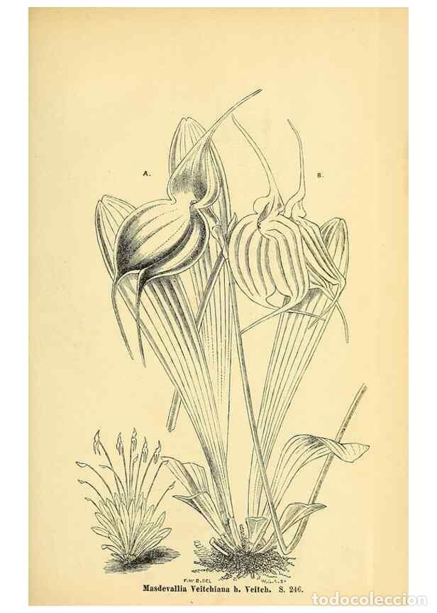 Collectionnisme de Revues et Journaux: Reproducci&oacute;n/Reproduction 49704666836: Gartenflora.. Erlangen :F. Enke,1852-1940.. - Deutsche Garten