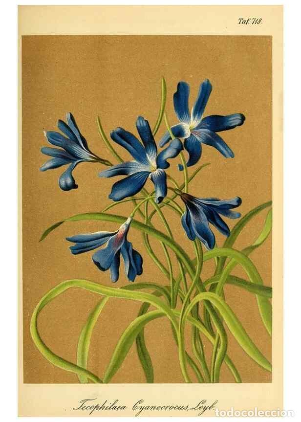 Collectionnisme de Revues et Journaux: Reproducci&oacute;n/Reproduction 49704660656: Gartenflora.. Erlangen :F. Enke,1852-1940.. - Deutsche Garten