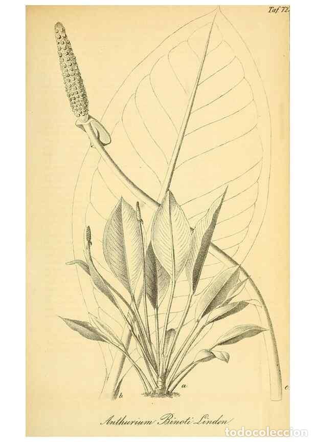 Collectionnisme de Revues et Journaux: Reproducci&oacute;n/Reproduction 49704981807: Gartenflora.. Erlangen :F. Enke,1852-1940.. - Deutsche Garten