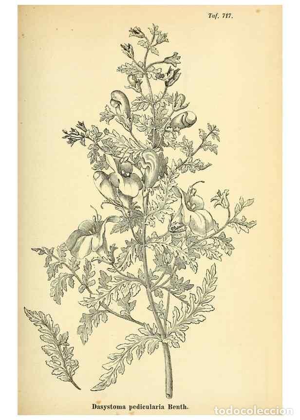 Collectionnisme de Revues et Journaux: Reproducci&oacute;n/Reproduction 49704660286: Gartenflora.. Erlangen :F. Enke,1852-1940.. - Deutsche Garten