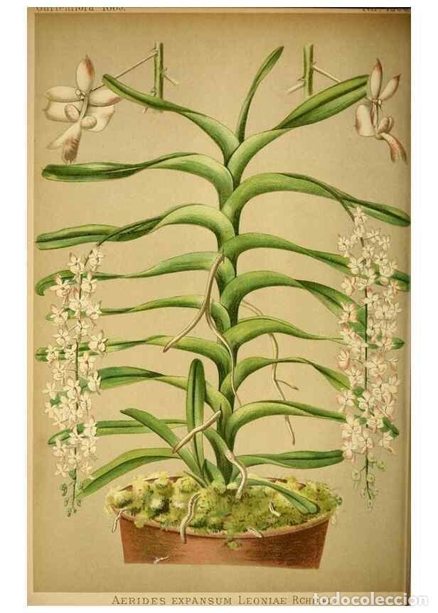 Sammeln von Zeitschriften und Zeitungen: Reproducci&oacute;n/Reproduction 49717171888: Gartenflora.. Erlangen :F. Enke,1852-1940.. - Deutsche Garten