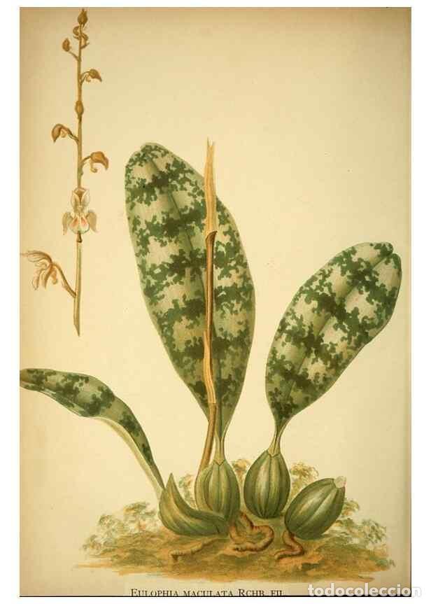 Sammeln von Zeitschriften und Zeitungen: Reproducci&oacute;n/Reproduction 49716931888: Gartenflora.. Erlangen :F. Enke,1852-1940.. - Deutsche Garten