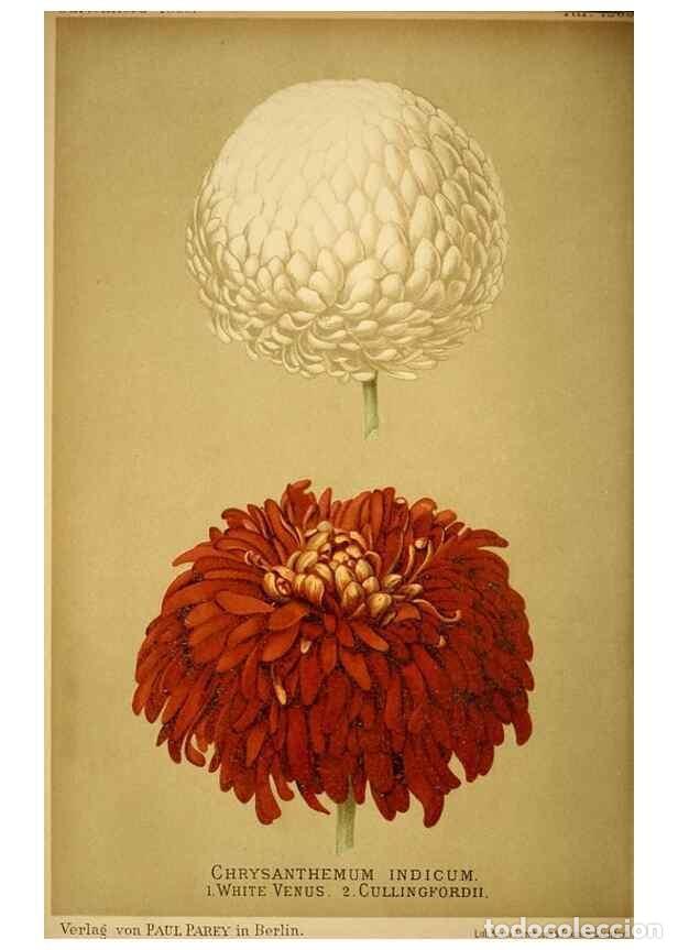 Sammeln von Zeitschriften und Zeitungen: Reproducci&oacute;n/Reproduction 49717171608: Gartenflora.. Erlangen :F. Enke,1852-1940.. - Deutsche Garten