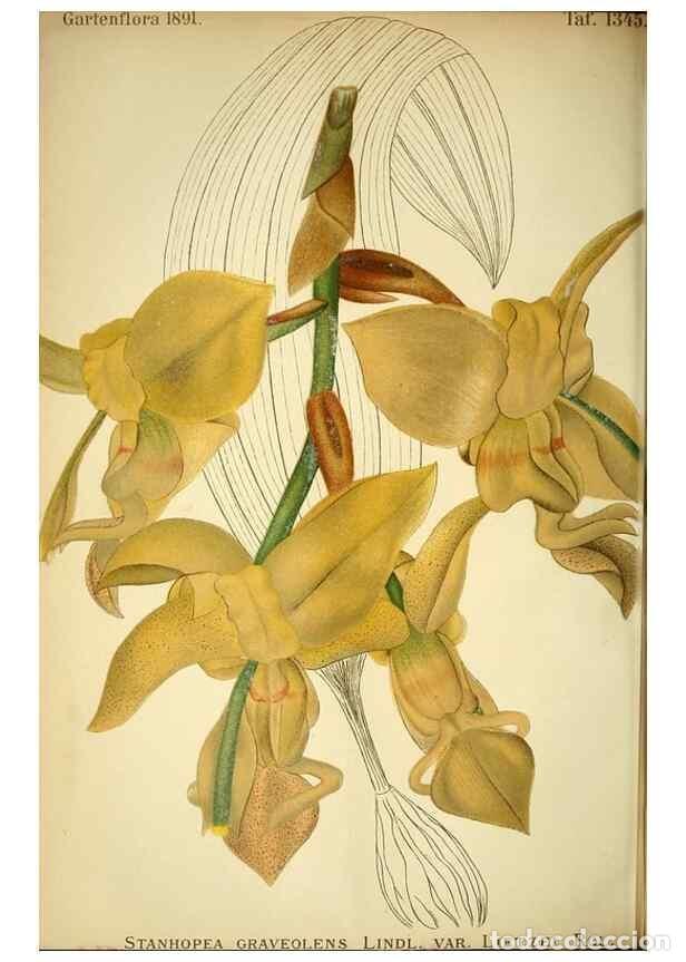 Sammeln von Zeitschriften und Zeitungen: Reproducci&oacute;n/Reproduction 49717331648: Gartenflora.. Erlangen :F. Enke,1852-1940.. - Deutsche Garten