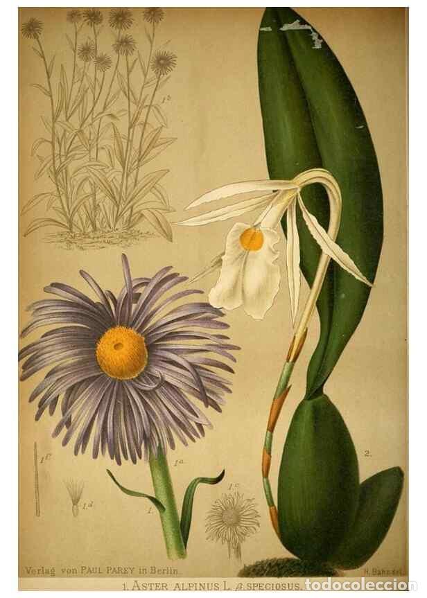 Sammeln von Zeitschriften und Zeitungen: Reproducci&oacute;n/Reproduction 49717468526: Gartenflora.. Erlangen :F. Enke,1852-1940.. - Deutsche Garten