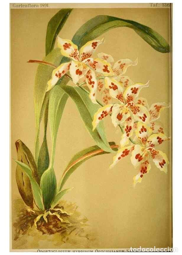 Sammeln von Zeitschriften und Zeitungen: Reproducci&oacute;n/Reproduction 49717871541: Gartenflora.. Erlangen :F. Enke,1852-1940.. - Deutsche Garten