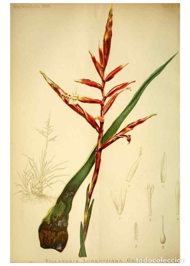 Sammeln von Zeitschriften und Zeitungen: Reproducci&oacute;n/Reproduction 49717869011: Gartenflora.. Erlangen :F. Enke,1852-1940.. - Deutsche Garten