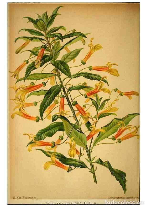 Sammeln von Zeitschriften und Zeitungen: Reproducci&oacute;n/Reproduction 49717173063: Gartenflora.. Erlangen :F. Enke,1852-1940.. - Deutsche Garten