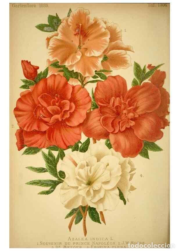 Sammeln von Zeitschriften und Zeitungen: Reproducci&oacute;n/Reproduction 49717174163: Gartenflora.. Erlangen :F. Enke,1852-1940.. - Deutsche Garten
