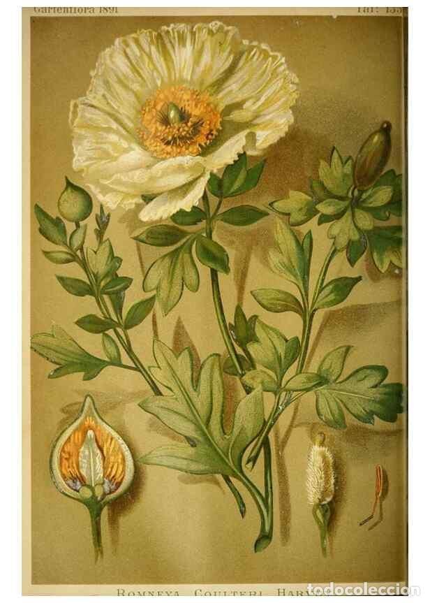 Sammeln von Zeitschriften und Zeitungen: Reproducci&oacute;n/Reproduction 49717871276: Gartenflora.. Erlangen :F. Enke,1852-1940.. - Deutsche Garten