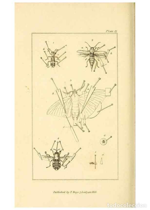 Coleccionismo de Revistas y Peri&oacute;dicos: Reproducci&oacute;n/Reproduction 49679778988: The entomologist's useful compendium;. London,Printed for T.
