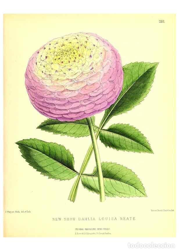Coleccionismo de Revistas y Peri&oacute;dicos: Reproducci&oacute;n/Reproduction 49679797678: The floral magazine;. London,L. Reeve & Co.. - Dombrain, Henr