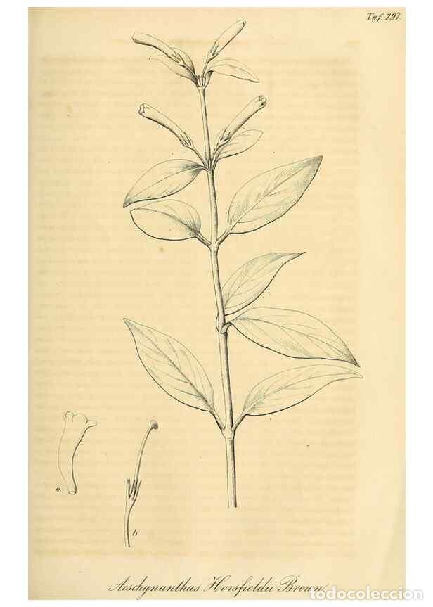 Coleccionismo de Revistas y Peri&oacute;dicos: Reproducci&oacute;n/Reproduction 49690454011: Gartenflora.. Erlangen :F. Enke,1852-1940.. - Deutsche Garten