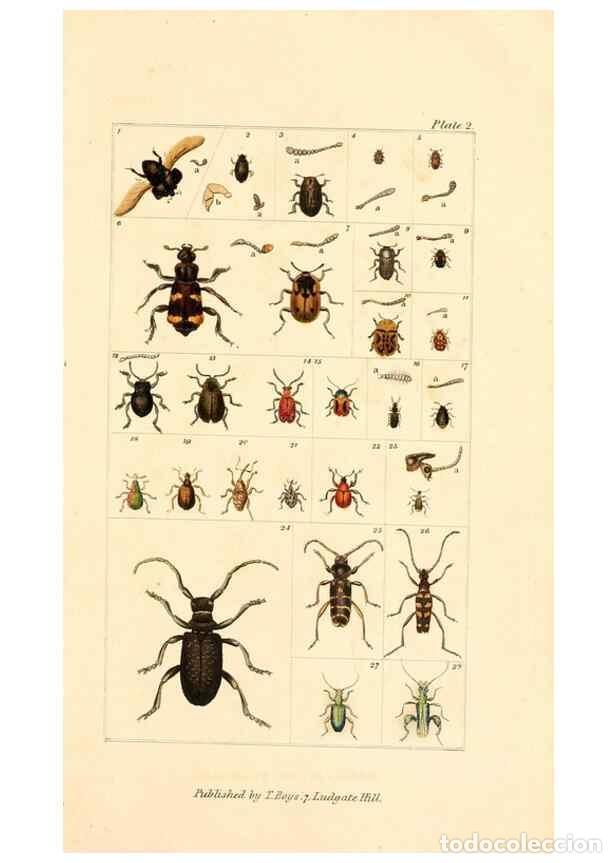 Coleccionismo de Revistas y Peri&oacute;dicos: Reproducci&oacute;n/Reproduction 49679774623: The entomologist's useful compendium;. London,Printed for T.