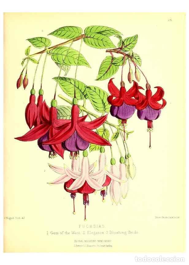 Coleccionismo de Revistas y Peri&oacute;dicos: Reproducci&oacute;n/Reproduction 49679797453: The floral magazine;. London,L. Reeve & Co.. - Dombrain, Henr