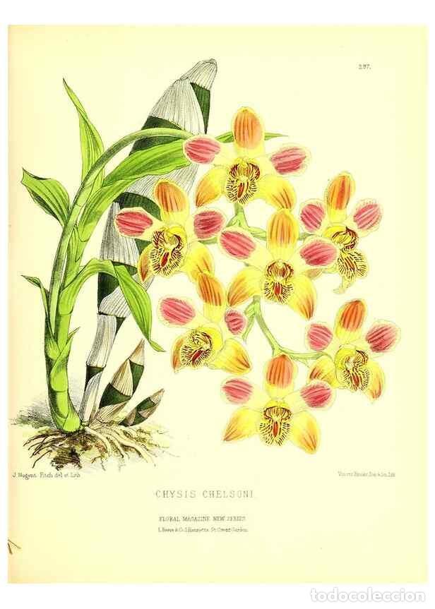 Coleccionismo de Revistas y Peri&oacute;dicos: Reproducci&oacute;n/Reproduction 49680330806: The floral magazine;. London,L. Reeve & Co.. - Dombrain, Henr