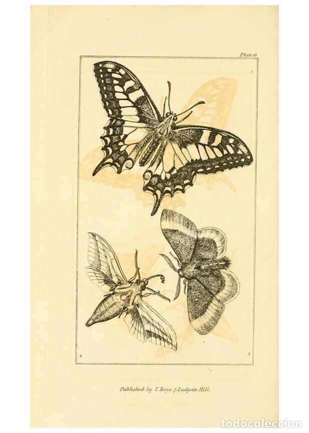 Coleccionismo de Revistas y Peri&oacute;dicos: Reproducci&oacute;n/Reproduction 49680600087: The entomologist's useful compendium;. London,Printed for T.