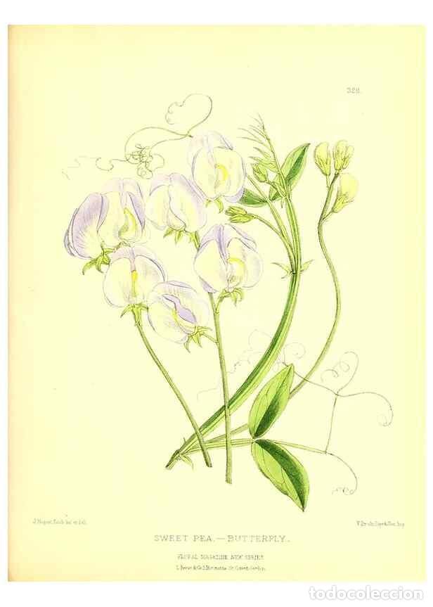 Coleccionismo de Revistas y Peri&oacute;dicos: Reproducci&oacute;n/Reproduction 49679807038: The floral magazine;. London,L. Reeve & Co.. - Dombrain, Henr