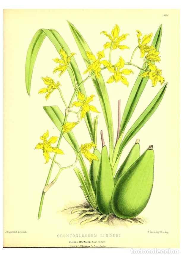 Coleccionismo de Revistas y Peri&oacute;dicos: Reproducci&oacute;n/Reproduction 49680340566: The floral magazine;. London,L. Reeve & Co.. - Dombrain, Henr