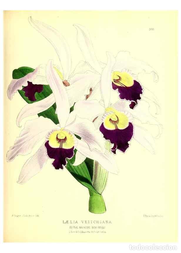 Coleccionismo de Revistas y Peri&oacute;dicos: Reproducci&oacute;n/Reproduction 49679800618: The floral magazine;. London,L. Reeve & Co.. - Dombrain, Henr