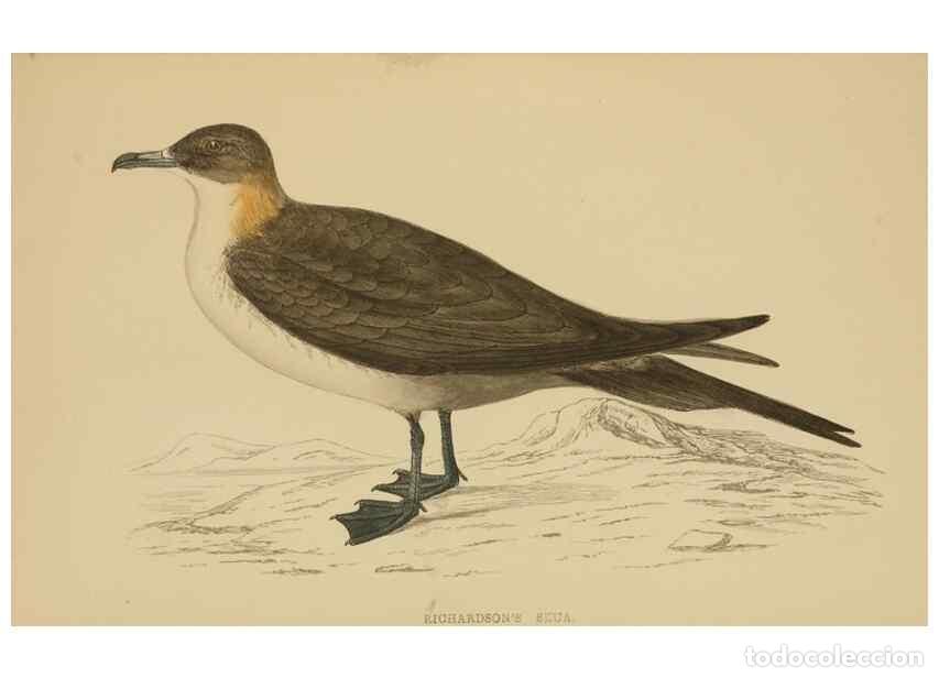 Coleccionismo de Revistas y Peri&oacute;dicos: Reproducci&oacute;n/Reproduction 49679453576: A history of British birds.. London,Groombridge and Sons,[186