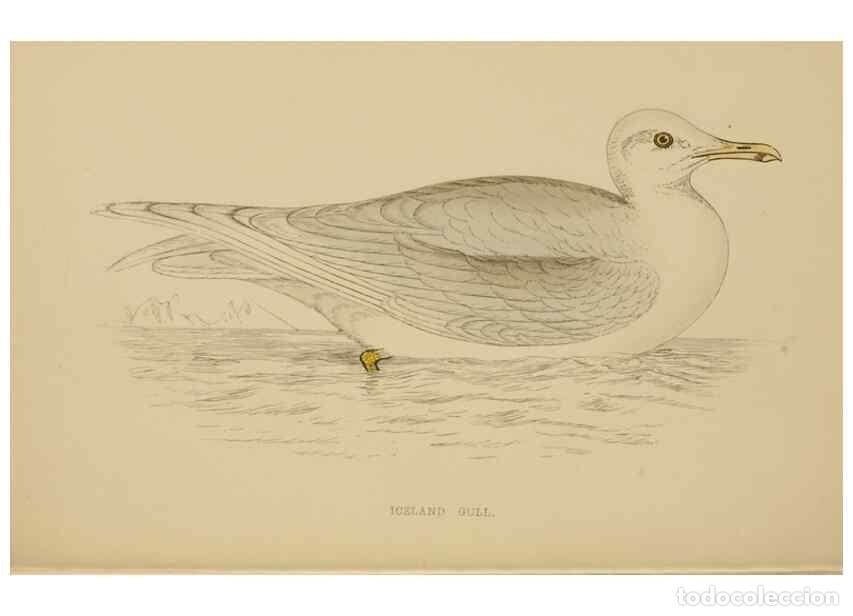 Coleccionismo de Revistas y Peri&oacute;dicos: Reproducci&oacute;n/Reproduction 49679741882: A history of British birds.. London,Groombridge and Sons,[186