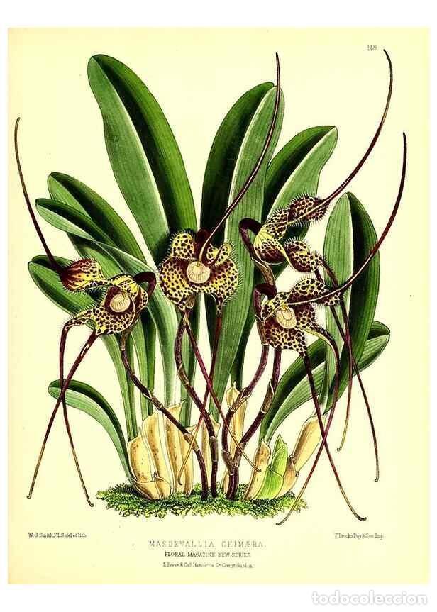 Coleccionismo de Revistas y Peri&oacute;dicos: Reproducci&oacute;n/Reproduction 49679325048: The floral magazine;. London,L. Reeve & Co.. - Dombrain, Henr