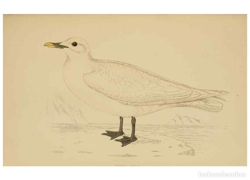 Coleccionismo de Revistas y Peri&oacute;dicos: Reproducci&oacute;n/Reproduction 49679741497: A history of British birds.. London,Groombridge and Sons,[186