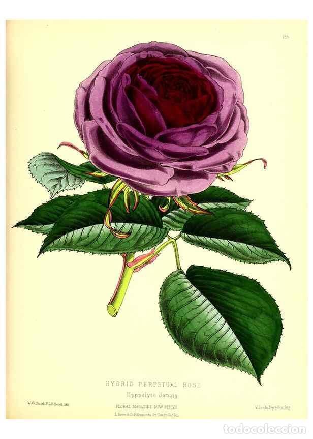 Coleccionismo de Revistas y Peri&oacute;dicos: Reproducci&oacute;n/Reproduction 49679332943: The floral magazine;. London,L. Reeve & Co.. - Dombrain, Henr