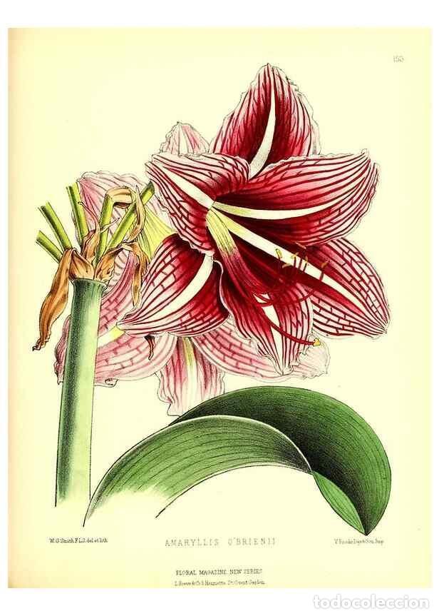 Coleccionismo de Revistas y Peri&oacute;dicos: Reproducci&oacute;n/Reproduction 49679326068: The floral magazine;. London,L. Reeve & Co.. - Dombrain, Henr