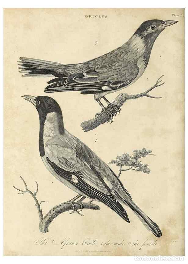 Collezionismo di Riviste e Giornali: Reproducci&oacute;n/Reproduction 49757292902: Encyclopaedia londinensis, or, Universal dictionary of arts,