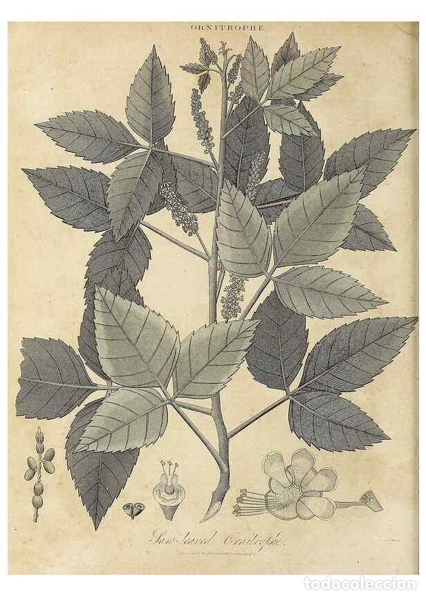 Collezionismo di Riviste e Giornali: Reproducci&oacute;n/Reproduction 49756431918: Encyclopaedia londinensis, or, Universal dictionary of arts,