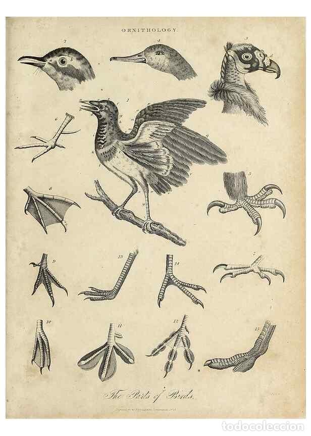 Collezionismo di Riviste e Giornali: Reproducci&oacute;n/Reproduction 49756431618: Encyclopaedia londinensis, or, Universal dictionary of arts,